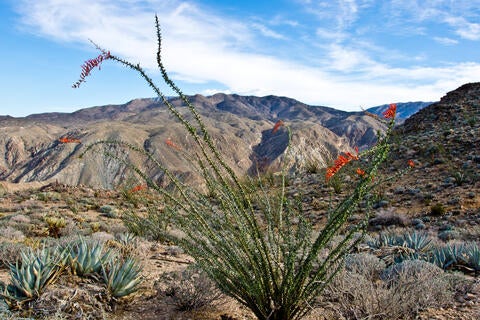 Ocotillo in the Boyd reserve