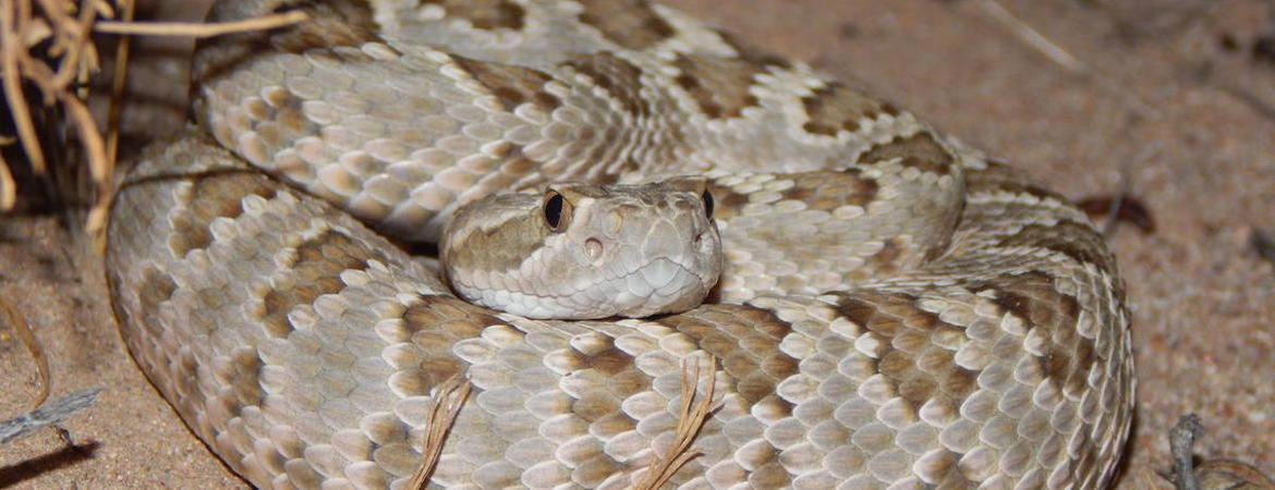 Rattlesnake coiled up