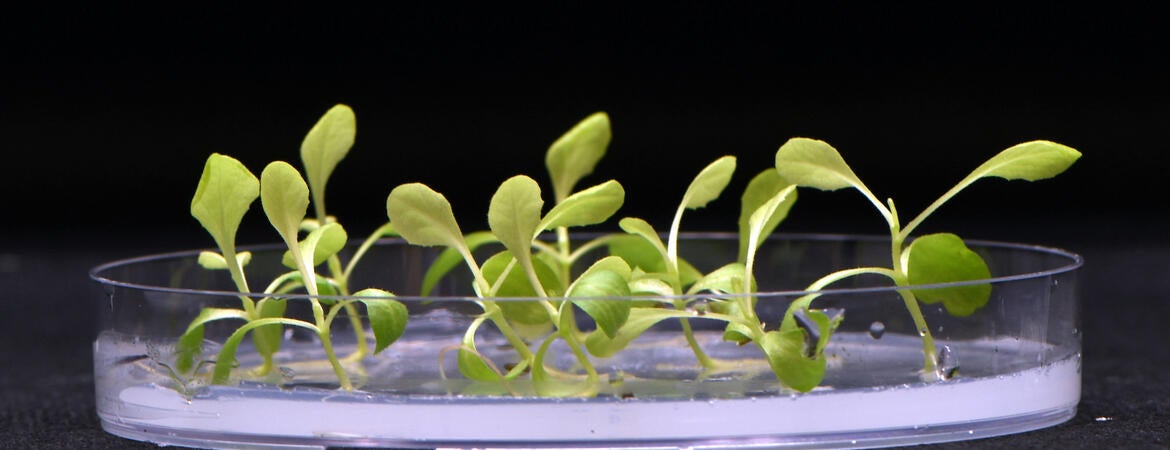 Plants growing in an electrolyzed medium containing acetate that replaces natural photosynthesis