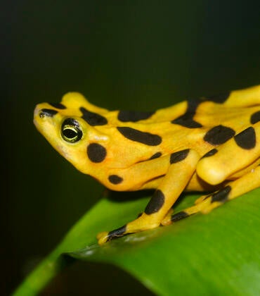 endangered golden frog