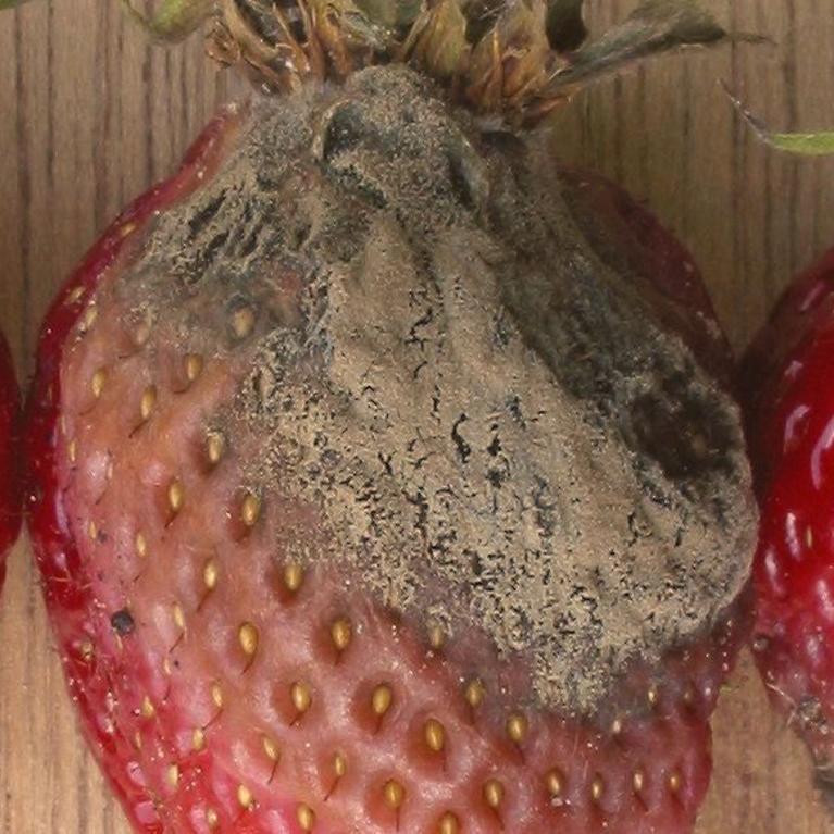 Rotten strawberry 
