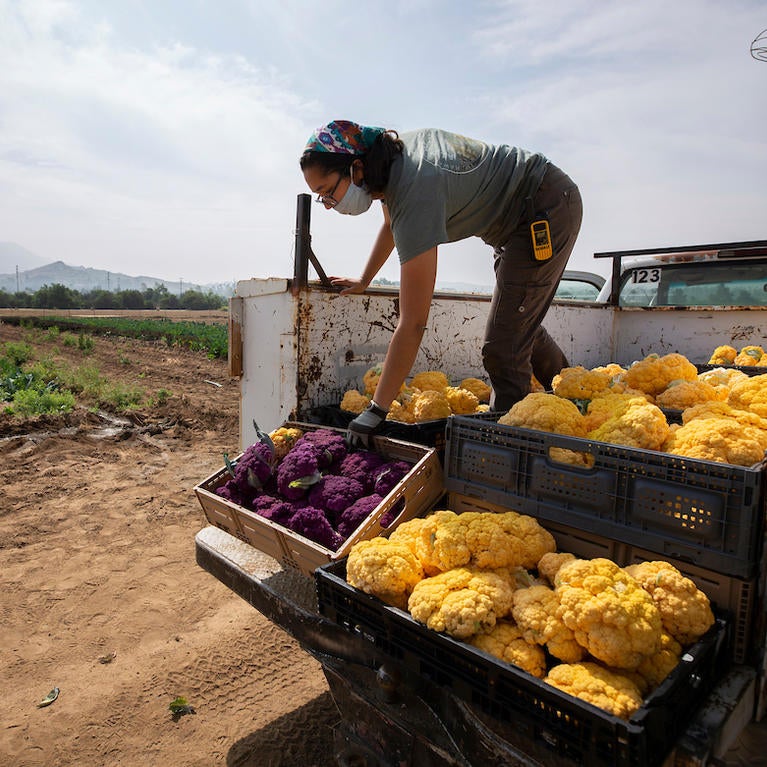 Fourth year student Julia Perez, 21, loads up a truck full of yellow and purple cauliflower after harvesting at UC Riverside's R'Garden on Thursday, April 30, 2020. Despite COVID-19, harvesting is still important in order to keep a supply of fruits and vegetables for the campus' food pantry, R'Pantry, which gives the food for free to students who remain living on campus. (UCR/Stan Lim)