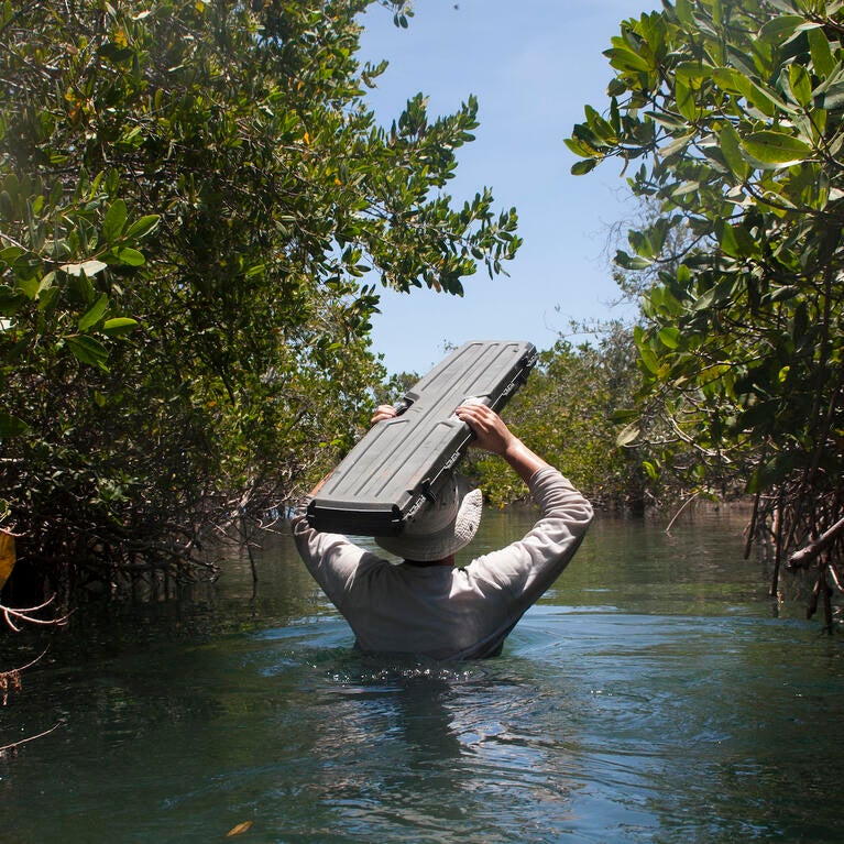 Researcher entering mangrove forest