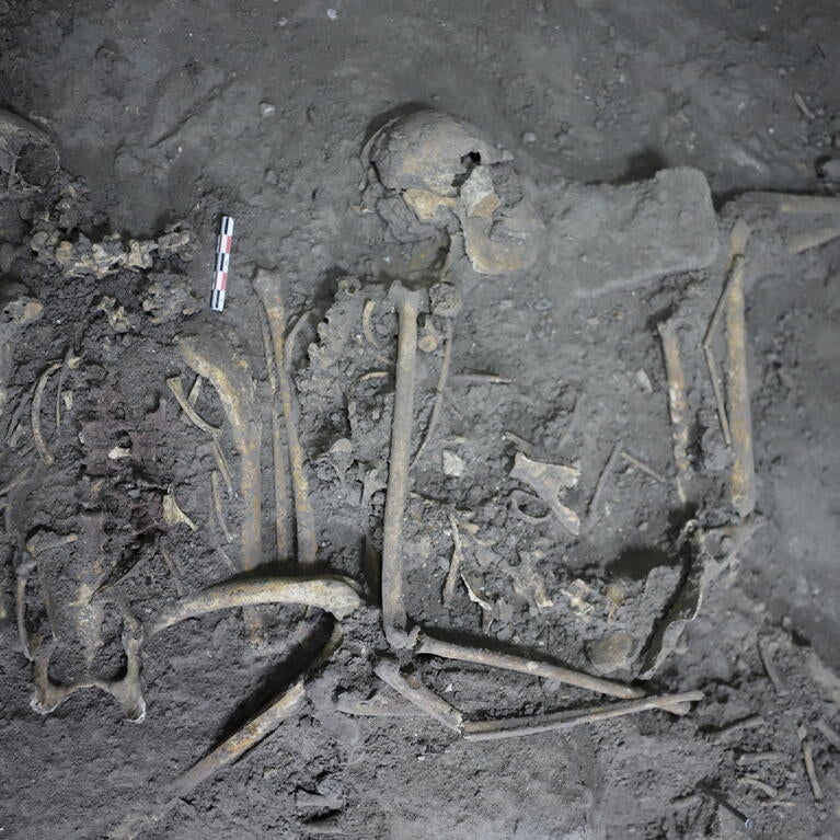 Complete skeletal remains of a 1,700 year-old spider monkey found in Teotihuacán, Mexico. PHOTO COURTESY OF NAWA SUGIYAMA