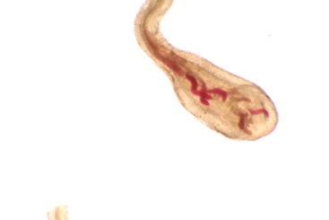 Juvenile nematode in plant root