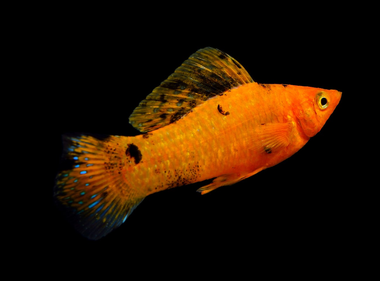 Sailfin Molly – Discover Fishes