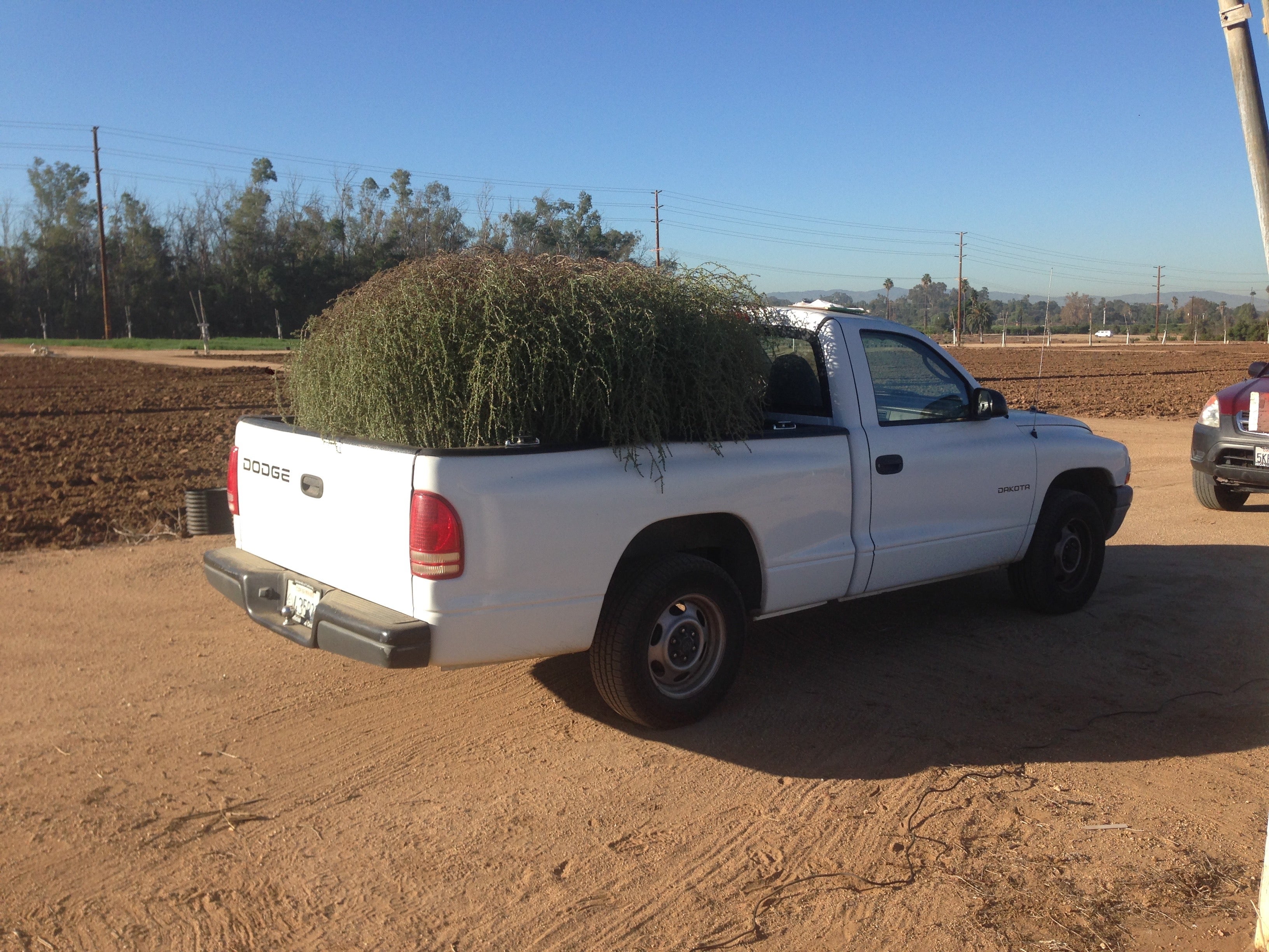 What plant makes a tumbleweed?