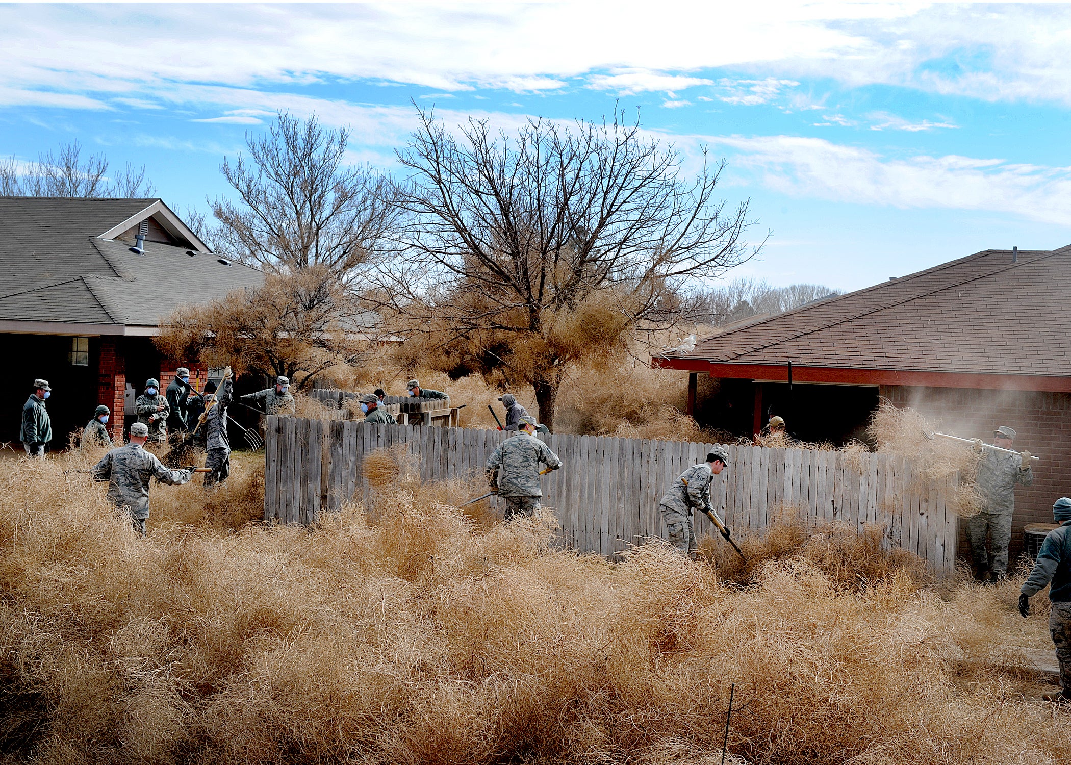 New tumbleweed species rapidly expanding range