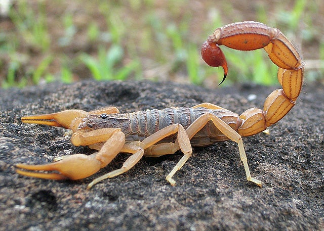 Scorpion with curled tail