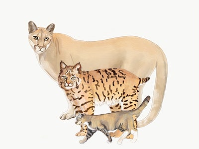 A mountain lion compared to bobcat and housecat.