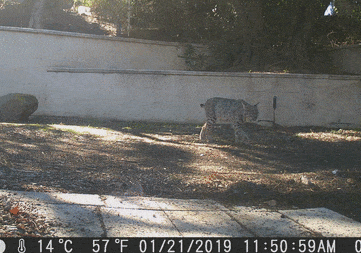 A bobcat sniffing around a suburban backyard.