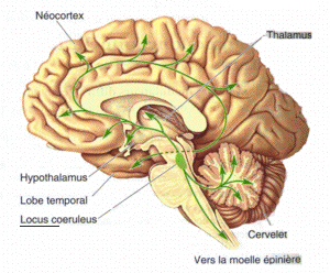 The brain's locus coeruleus