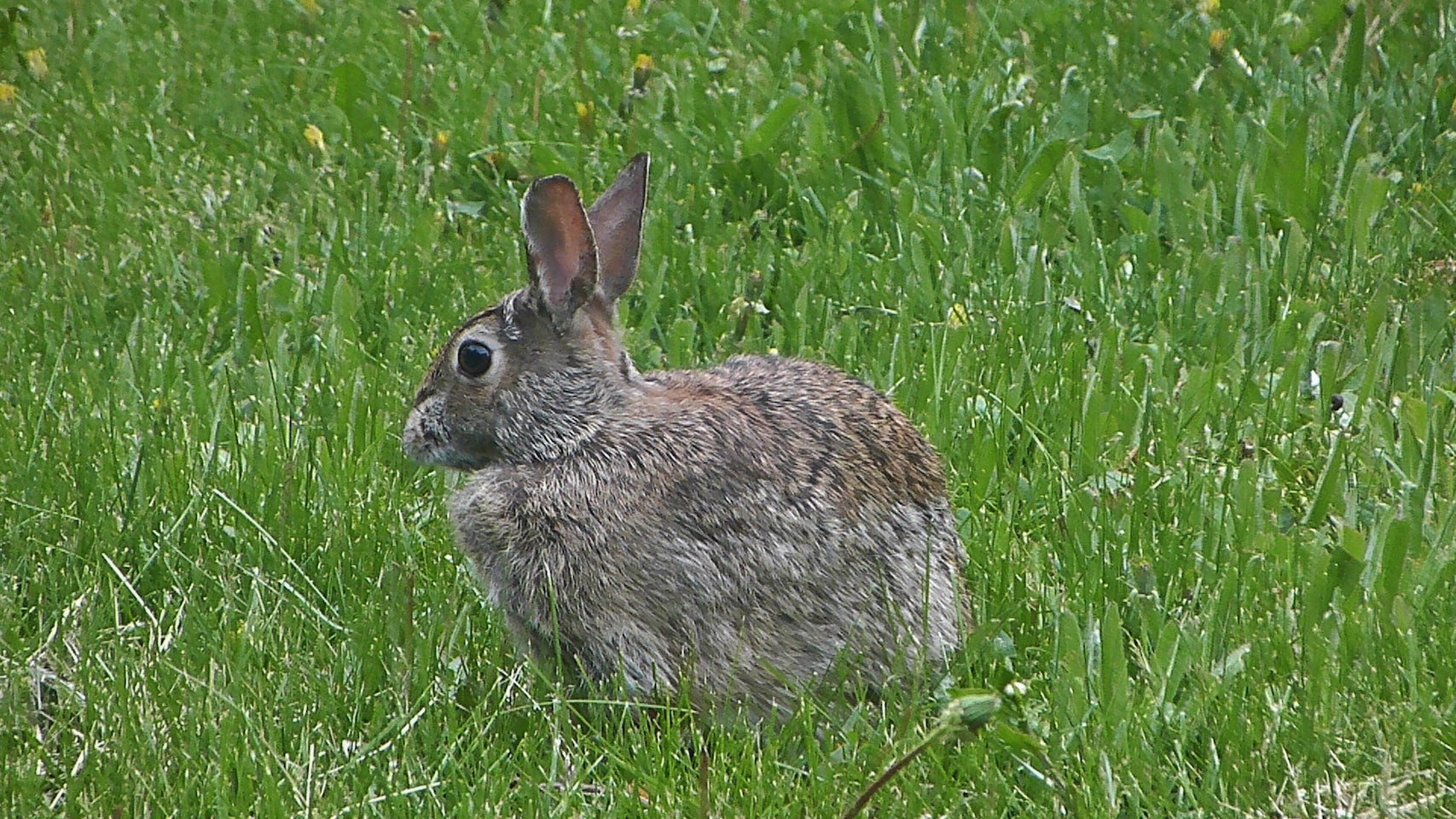 Why weren’t New World rabbits domesticated? | UCR News | UC Riverside