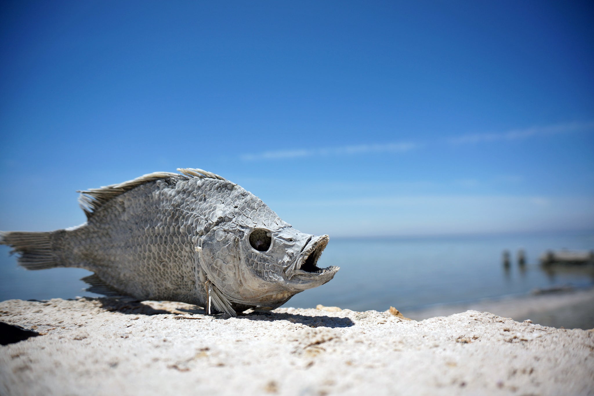 Documentary Points To What Could Happen If Salton Sea Isn't Restored