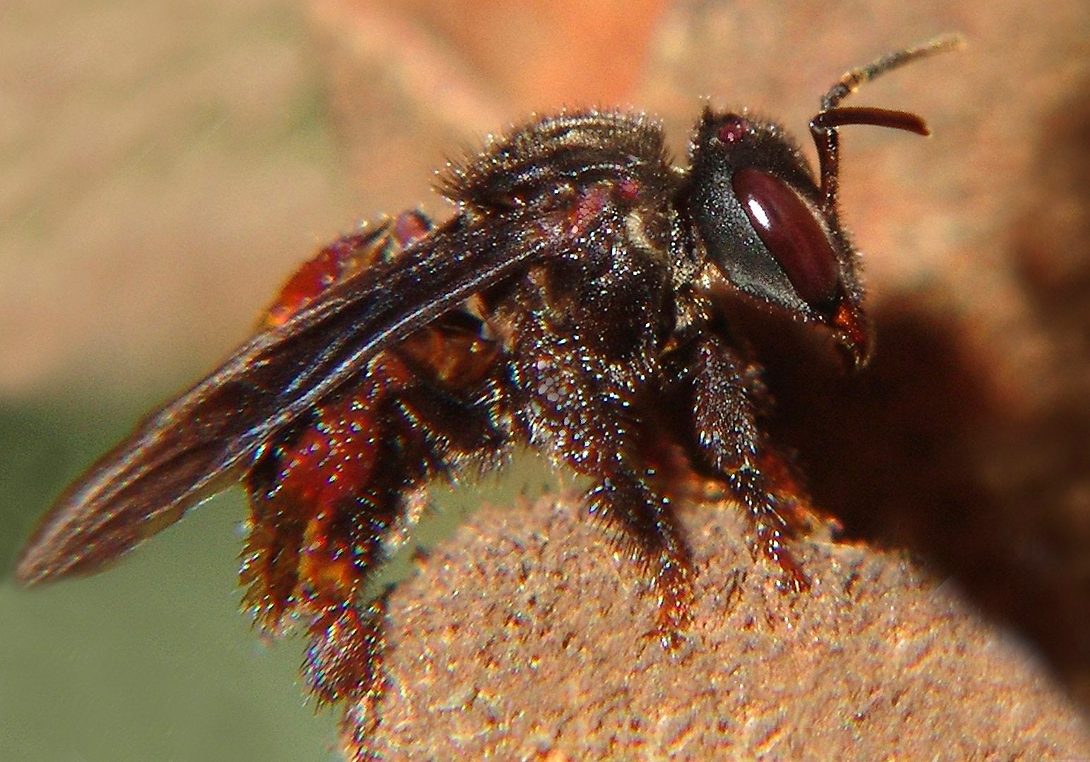 meat-eating bees