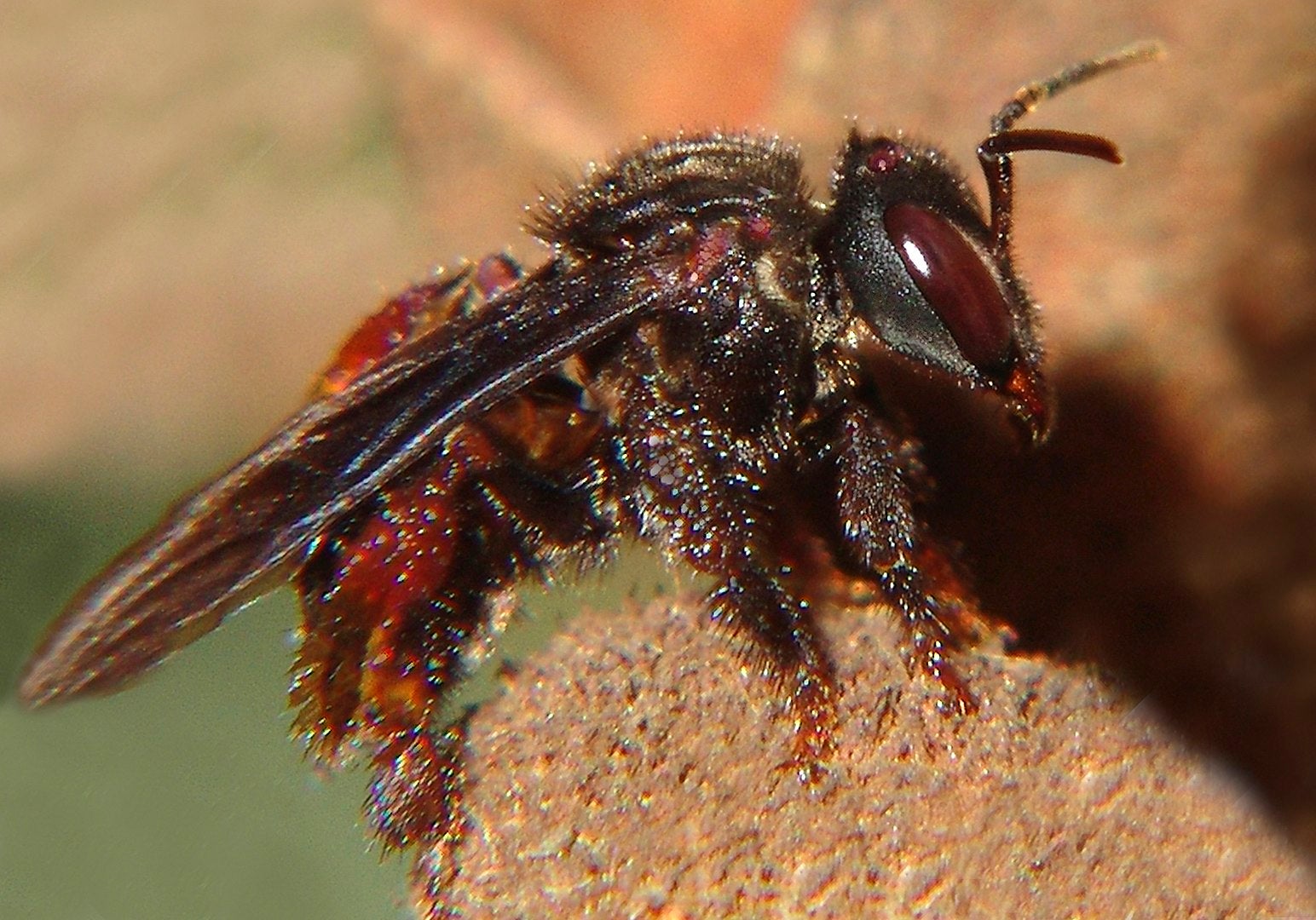 1544px-Irapua%CC%83_-_REFON%20(1).jpg