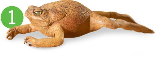 Preserved Cane Toad