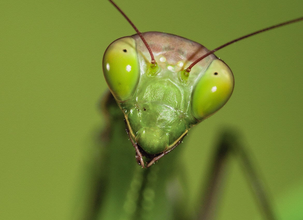 Close-up shot of a Mantis with text reading Who's eating who?