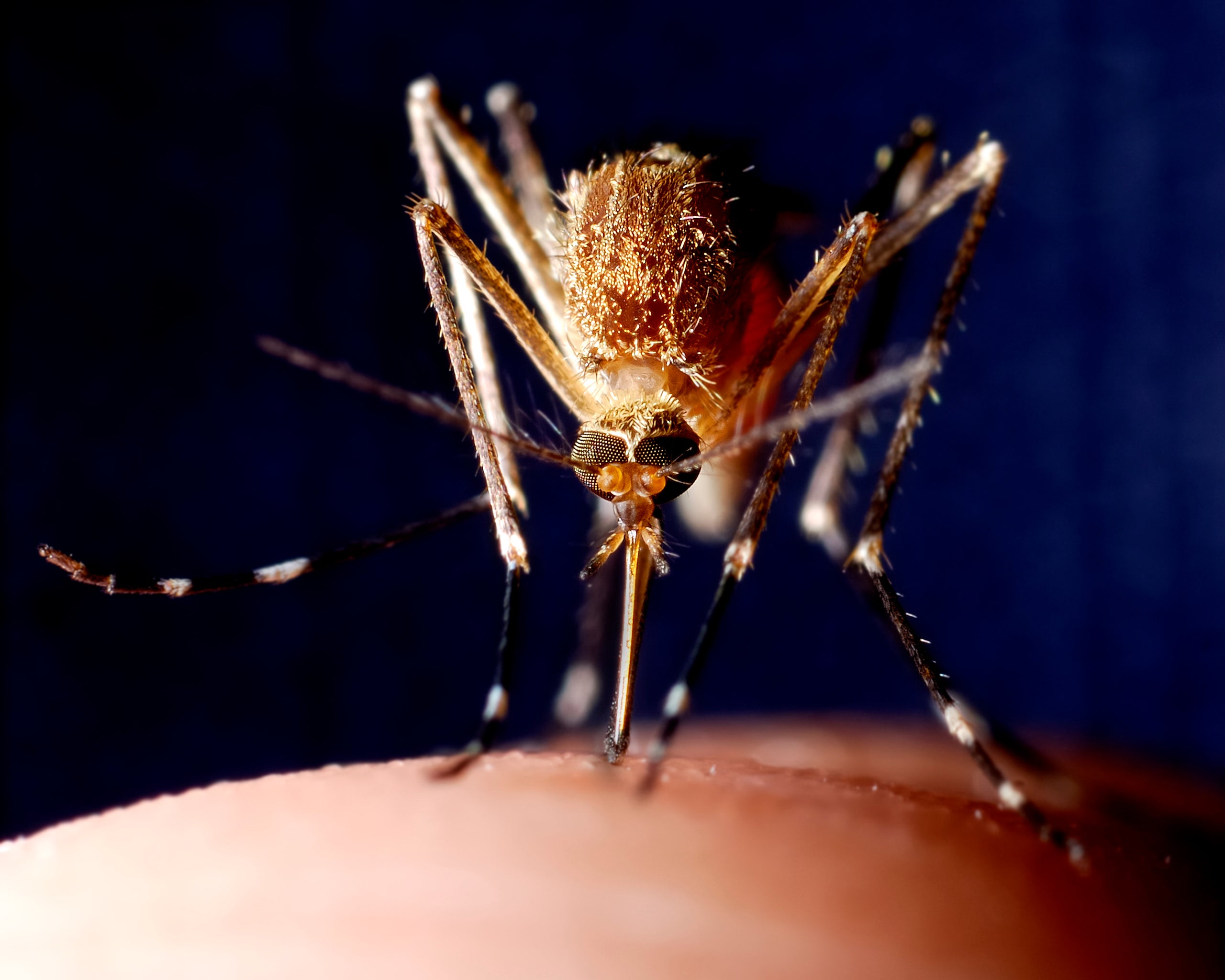 Genetic discovery could spell mosquitoes’ death knell