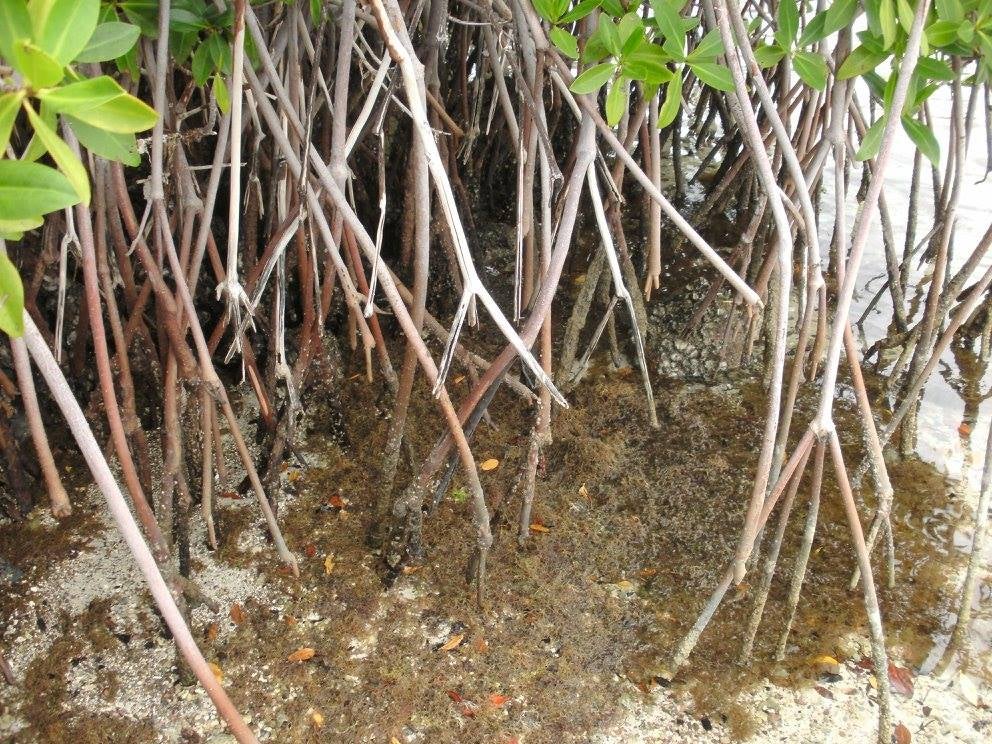 Mexican mangroves have been capturing carbon for 5,000 years | UCR News ...