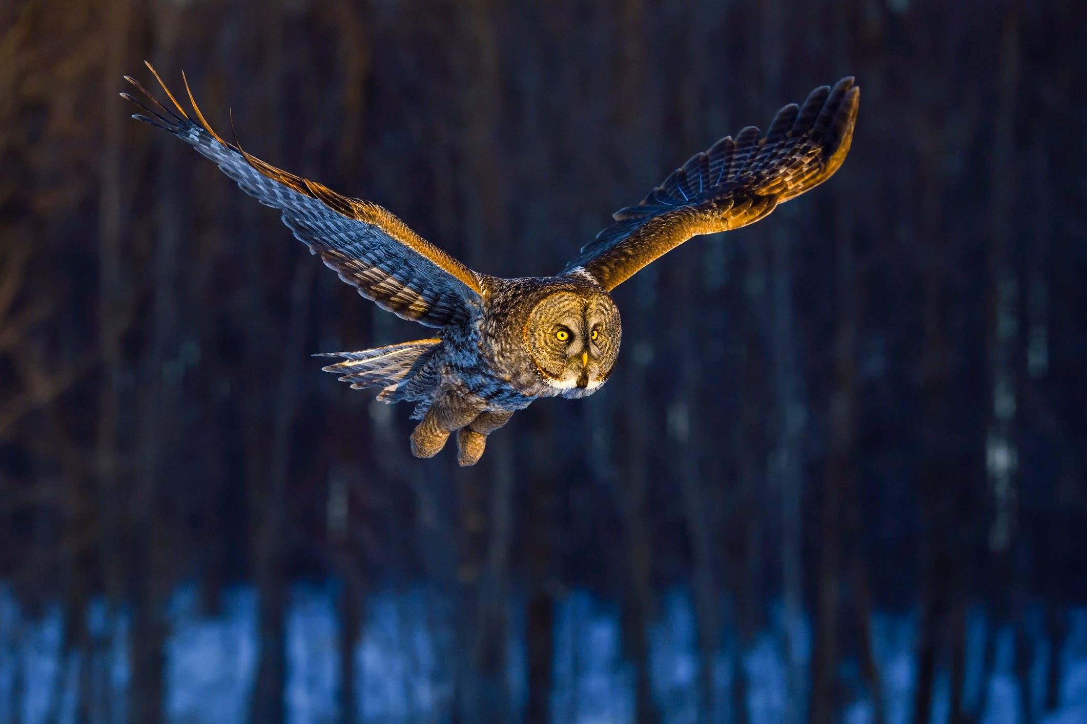 Great Gray Owl Flying