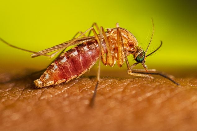 Humans Bite Back By Deactivating Mosquito Sperm UCR News UC Riverside