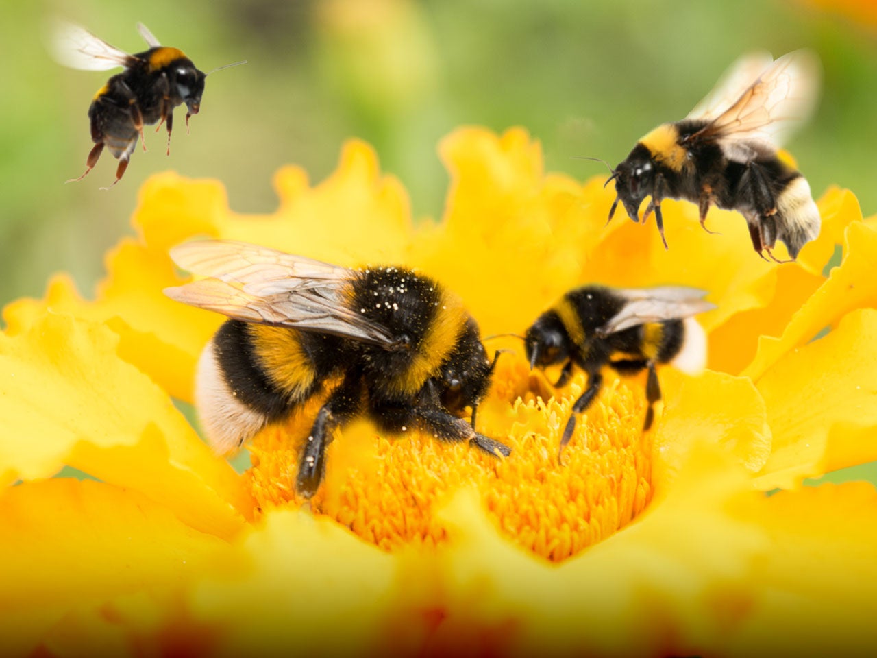 When it comes to bumblebees, does size matter?