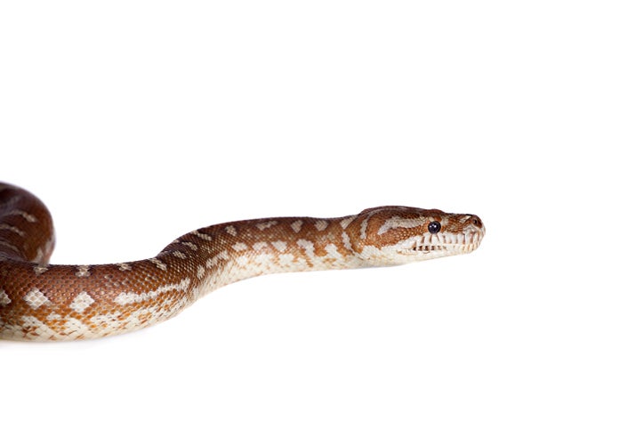 3,071 Snake Scales Stock Photos, High-Res Pictures, and Images - Getty  Images