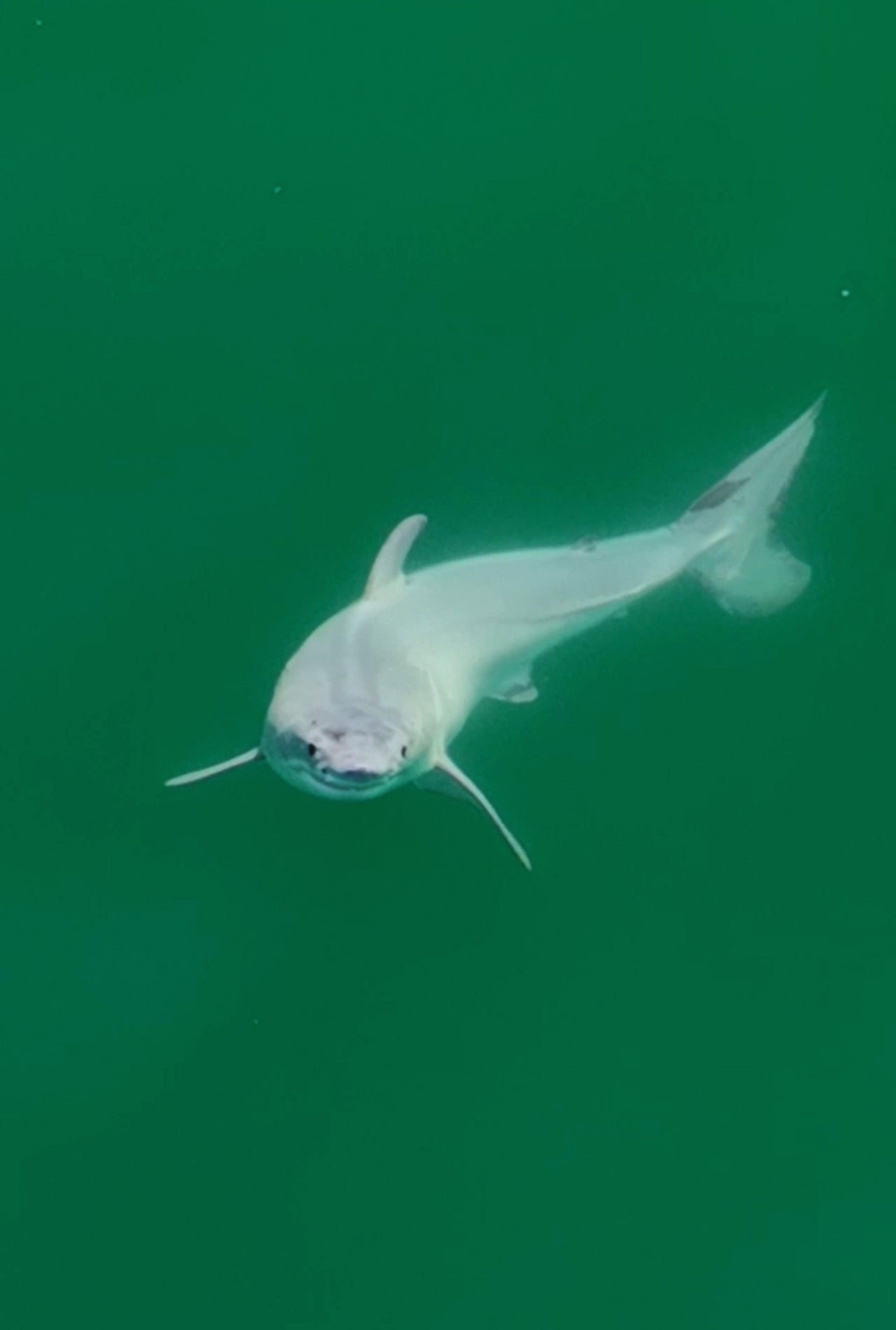 First-ever sighting of a live newborn great white, UCR News
