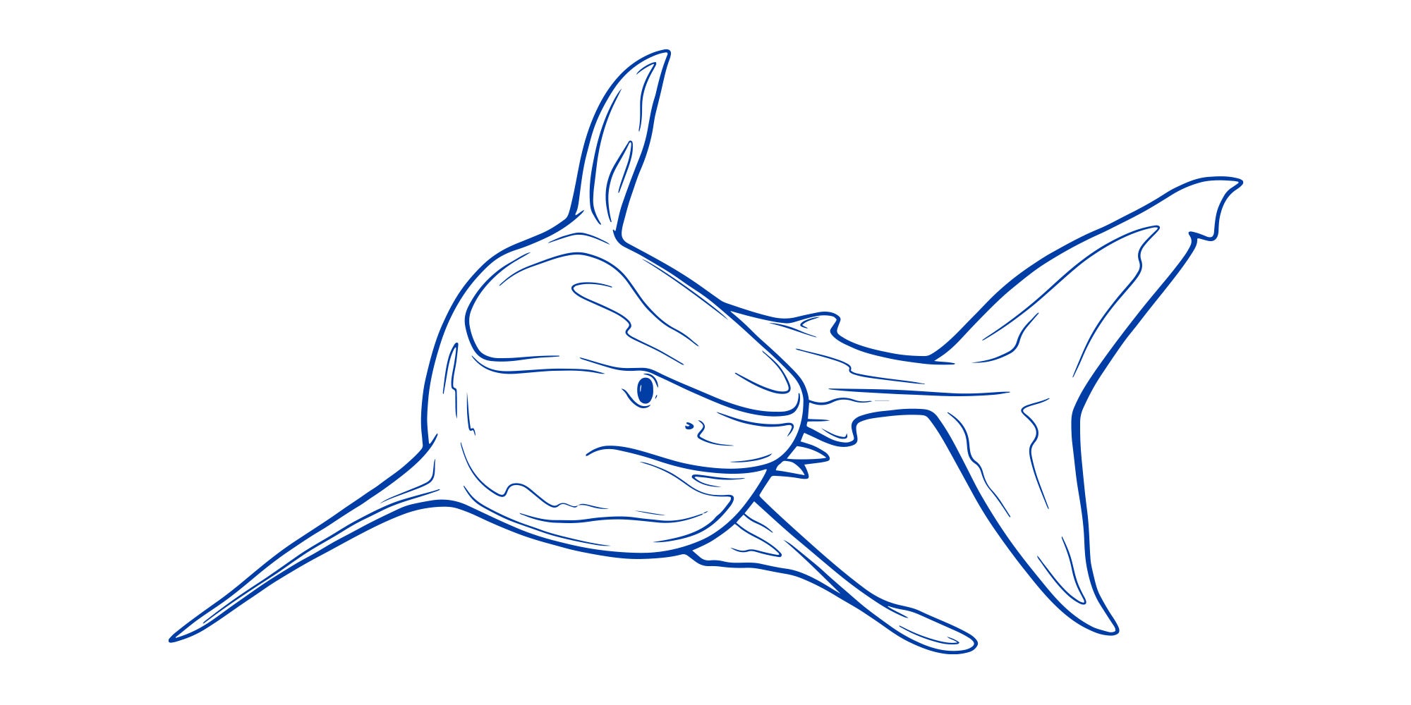 Great white shark illustration