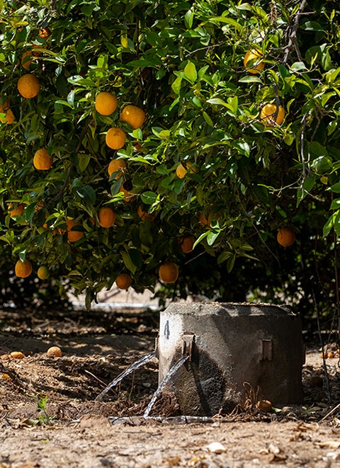 Orange tree at UCR's Agricultural Experiment Station 