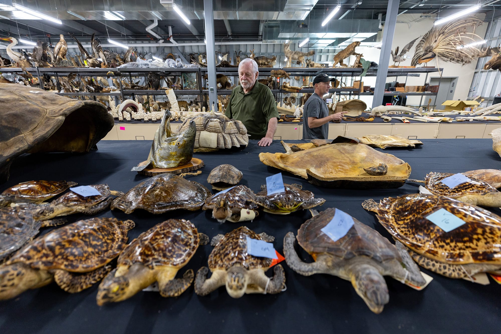 Goddard (left) and collections manager Johnnie French in the lab’s 14,000-square-foot Morphology Center.