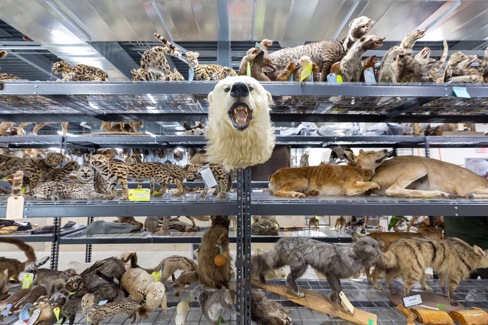 More than 100,000 animal specimens are housed in the National Fish and Wildlife Forensics Laboratory’s Morphology Center.