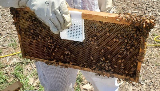 A low-cost heat sensor on a beehive frame (UCR photo)