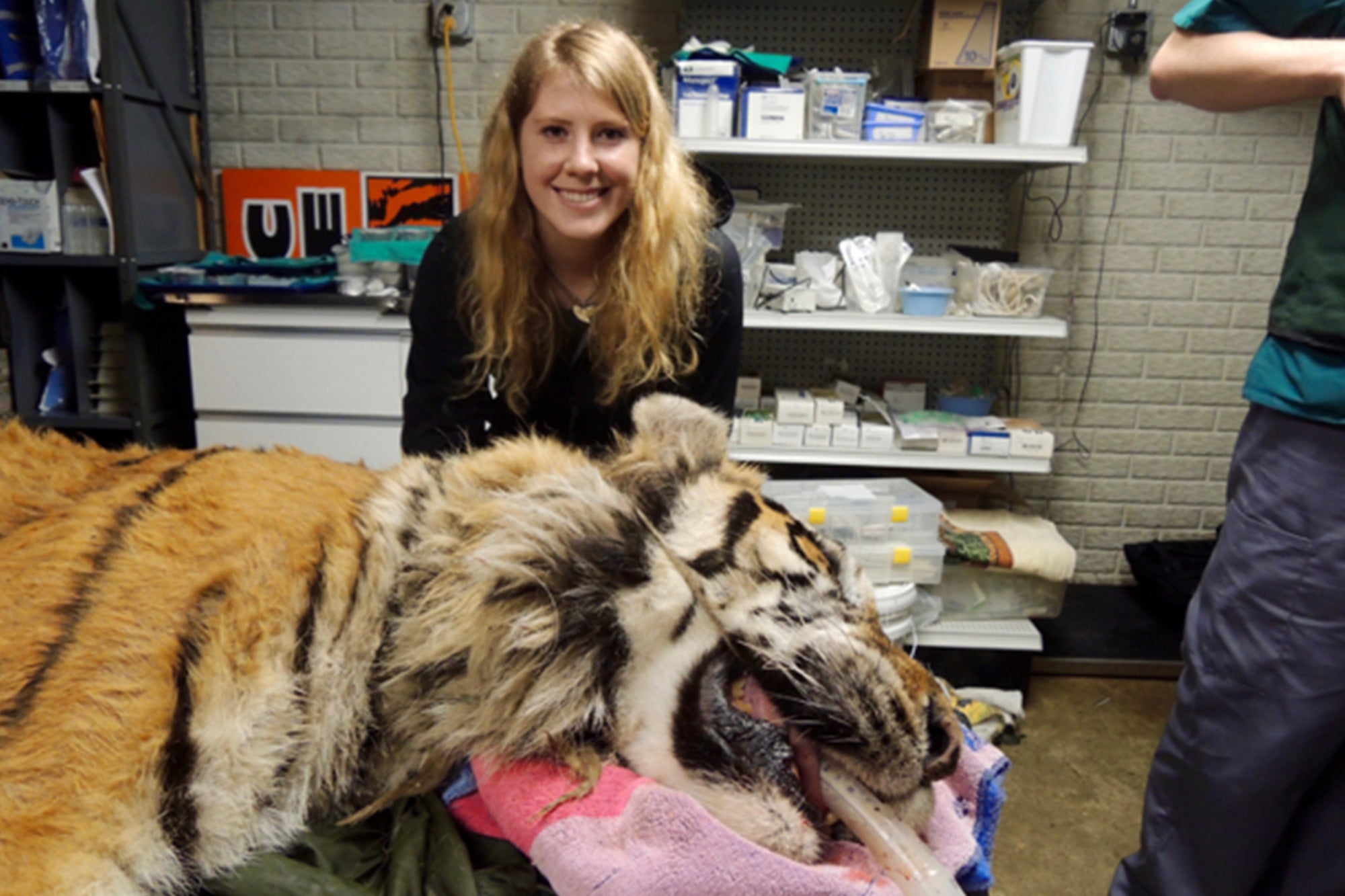 Ellie Armstrong with tiger Armstrong’s genomic analysis of captive tigers has led to the largest genetic database for the big cats to date. (Courtesy of Ellie Armstrong)