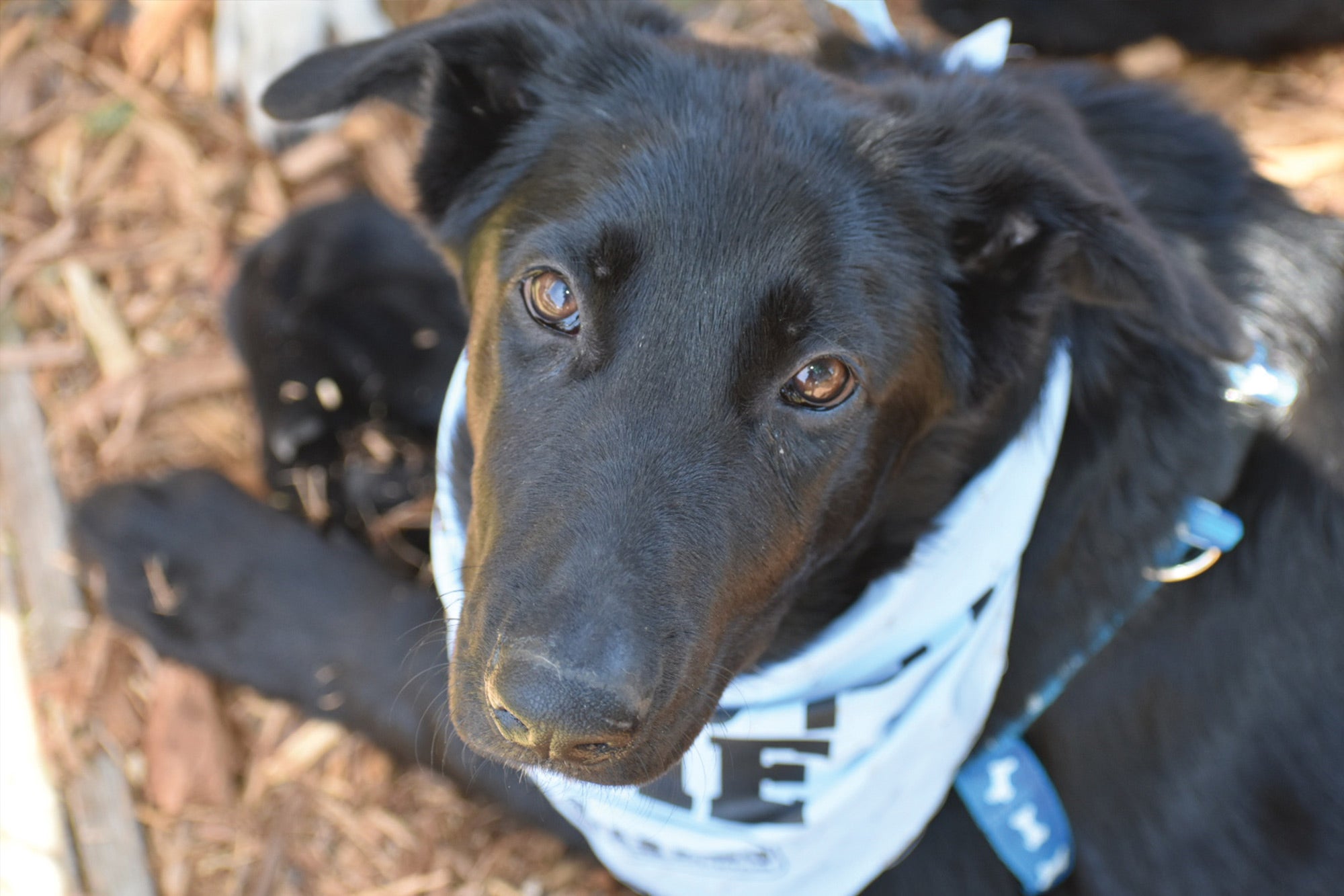 A close-up glamour shot of a foster dog A close-up glamour shot of a foster dog