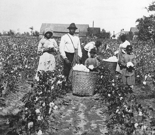 African American men, women and children pick cotton in a cotton field and place it in straw bushel baskets, 1890s.. (Photo by Hulton Archive/Getty Images)