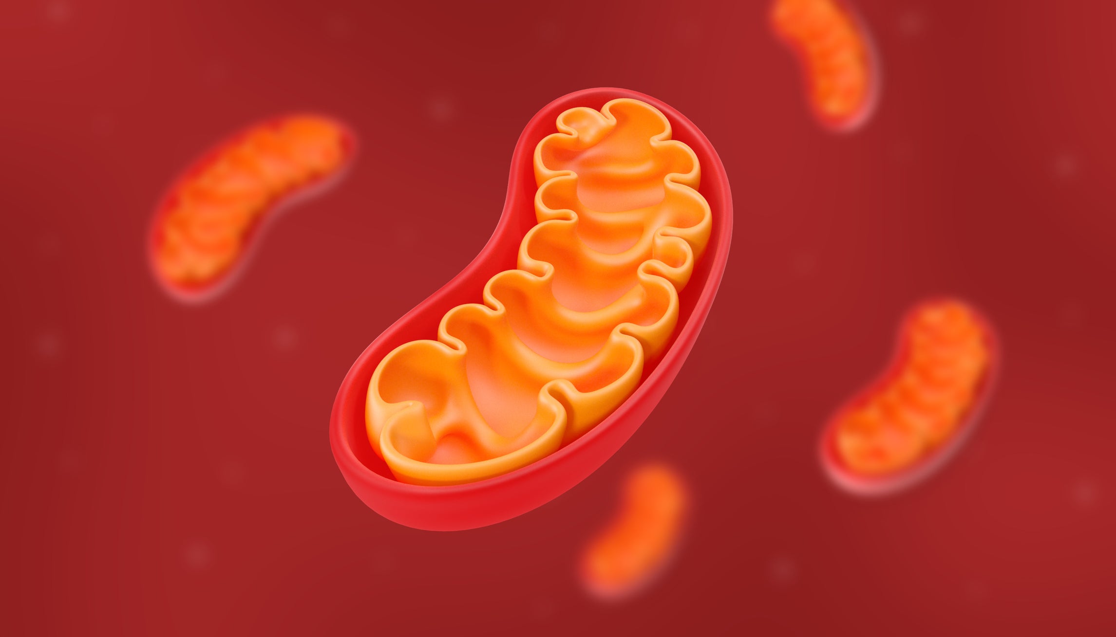 多発性硬化症とミトコンドリアの関連性を解明(Link found between mitochondria and MS brain damage)