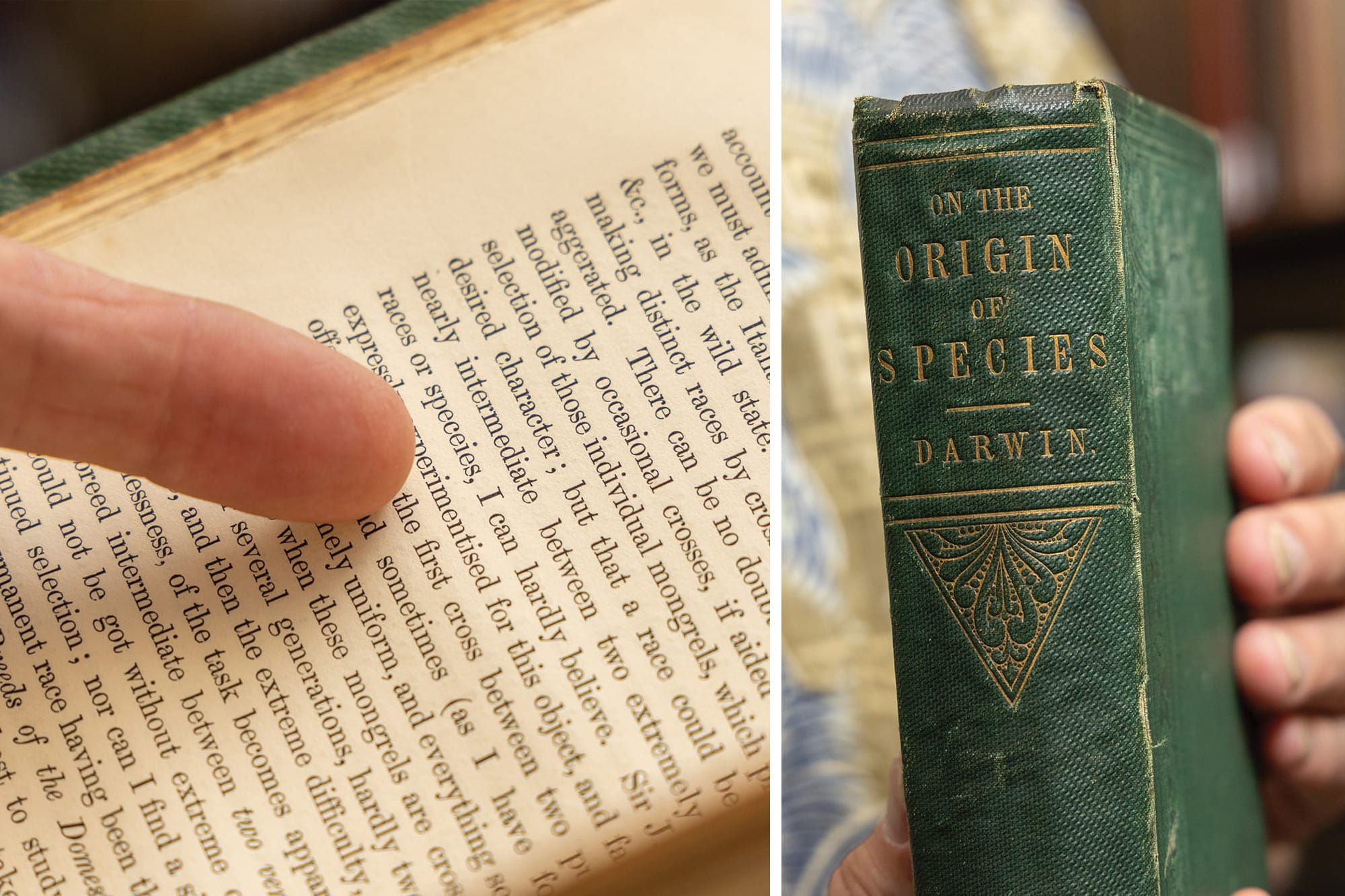 Lewis points to the misspelling of the word “species” in a first edition copy of Charles Darwin’s “On the Origin of Species,” one of four housed at the Huntington.