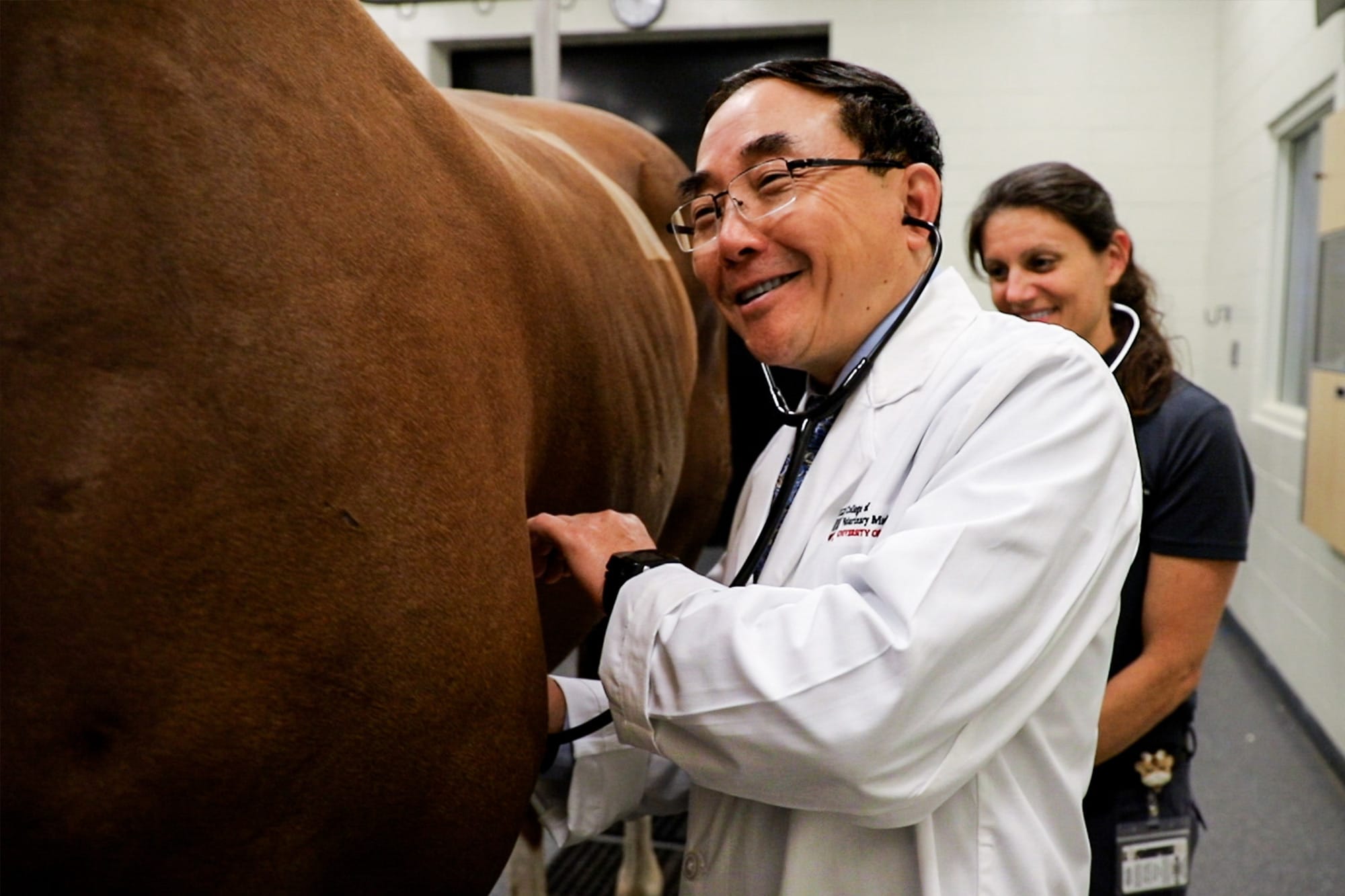 Hu listens to a horse's heart with a stethoscope at the University of Georgia's veterinary hospital. (Photo courtesy of University of Georgia)