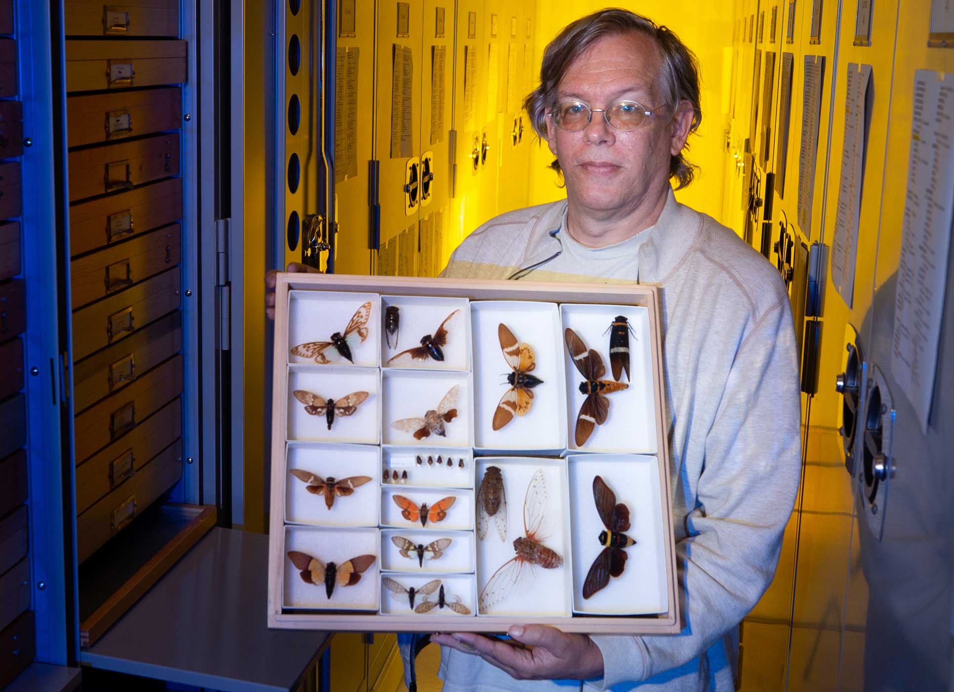 Senior Museum Scientist Doug Yanega holds a collection of South East Asian cicadas at the Entomology Research Museum at UC Riverside