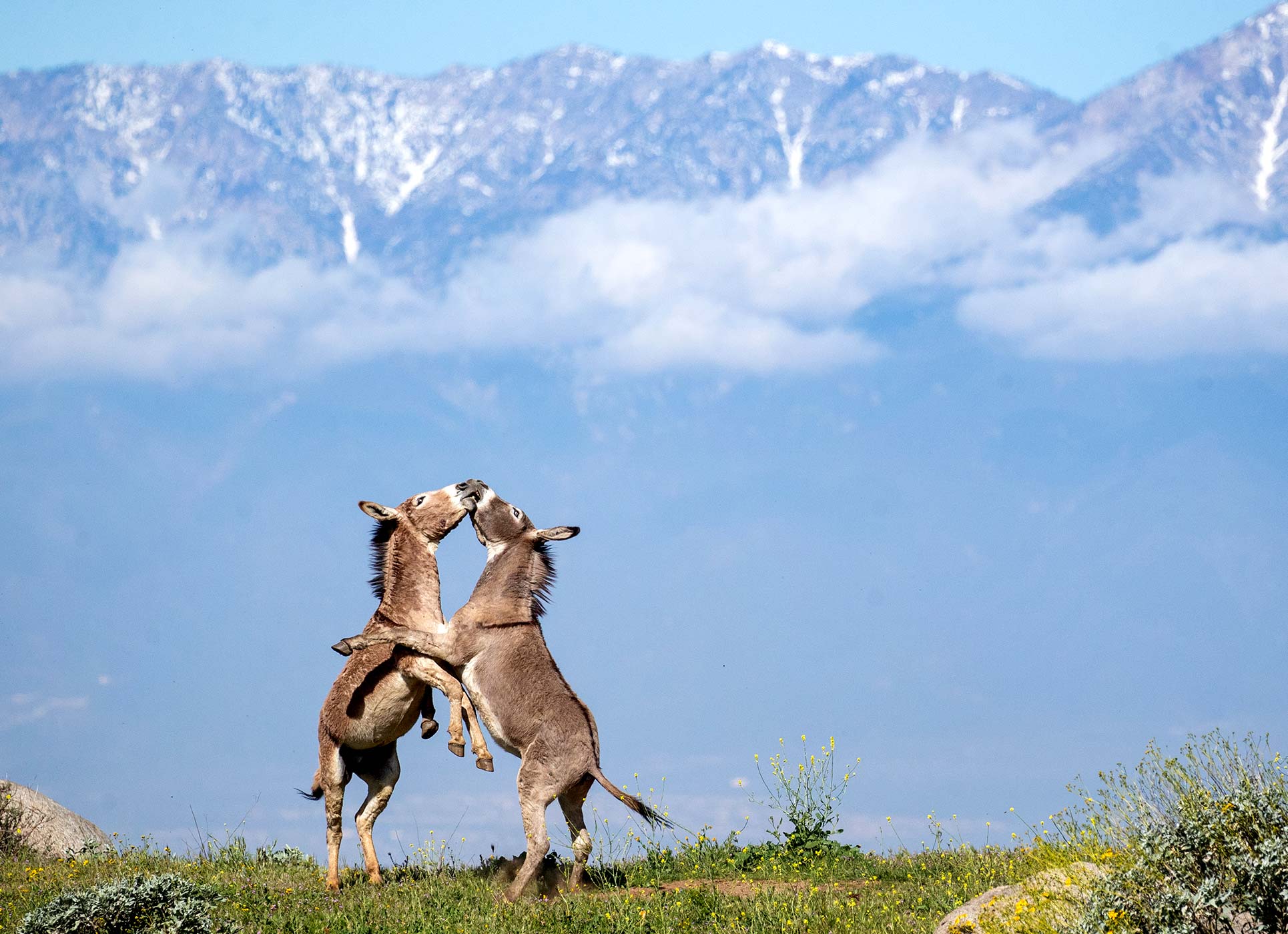UCR Magazine presents: The Wild History of UCR’s Infamous Burros