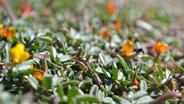 Close up of Acmispon strigosus