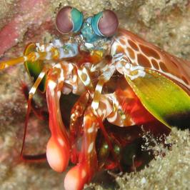 A mantis shrimp. <b>SILKE BARON</b> 