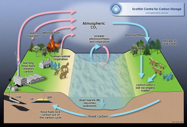 The Amazon Rainforest plays an important role in the global carbon ...