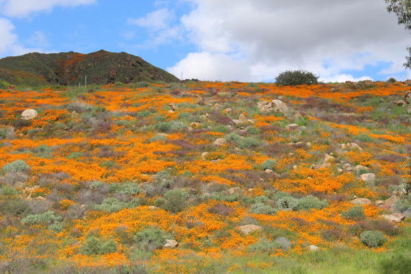 poppies cover a hillside