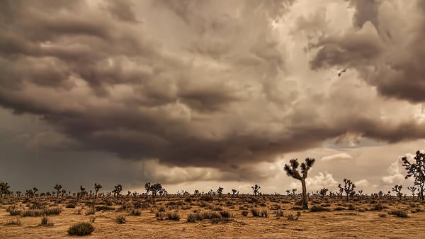 Mojave Desert