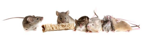 happy mice