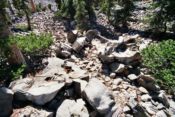 The stump (lower left) and some remains of the Prometheus tree (center), in the Wheeler Bristlecone Pine Grove at Great Basin National Park near Baker, Nevada