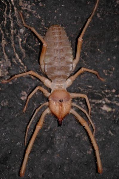 Camel spider